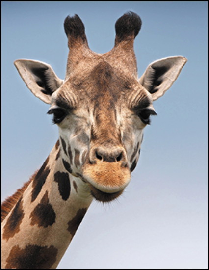 A photo of a giraffe with an aspect ratio of 8.5:11