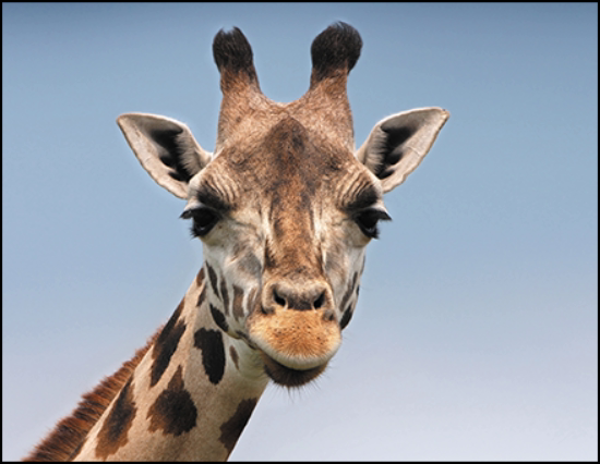 A photo of a giraffe with an aspect ratio of 11:8.5
