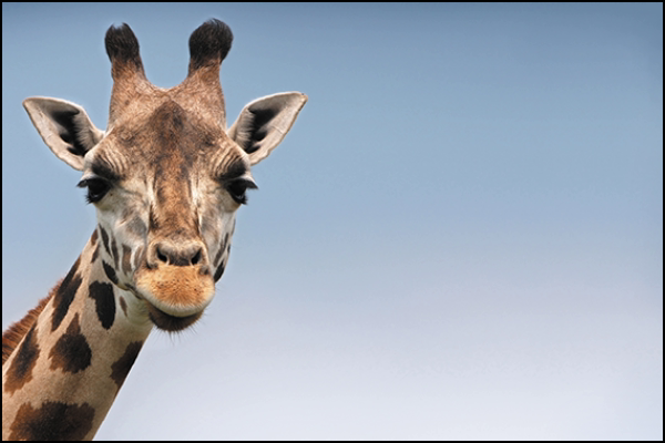 A photo of a giraffe with an aspect ratio of 3:2