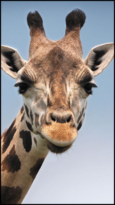 A photo of a giraffe with an aspect ratio of 9:16