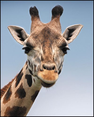 A photo of a giraffe with an aspect ratio of 4:5