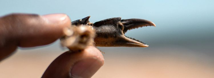 On AI Agents and the New SaaS