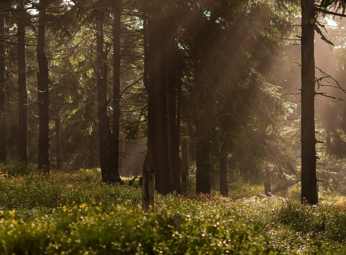 Regeringen öppnar för oberoende granskare