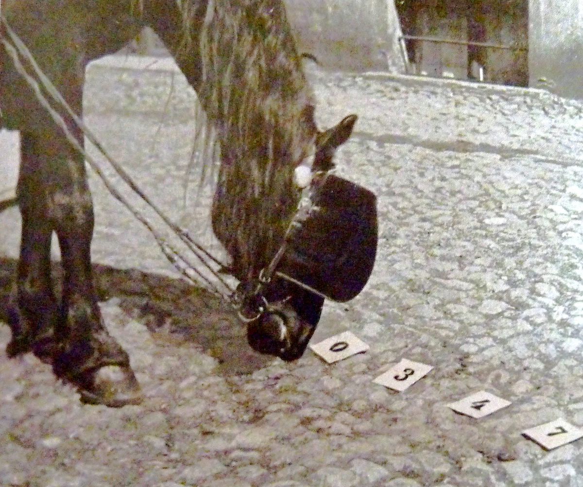 A horse points its nose at a card with the number "0" on it, having selected that card from a line of other number cards.