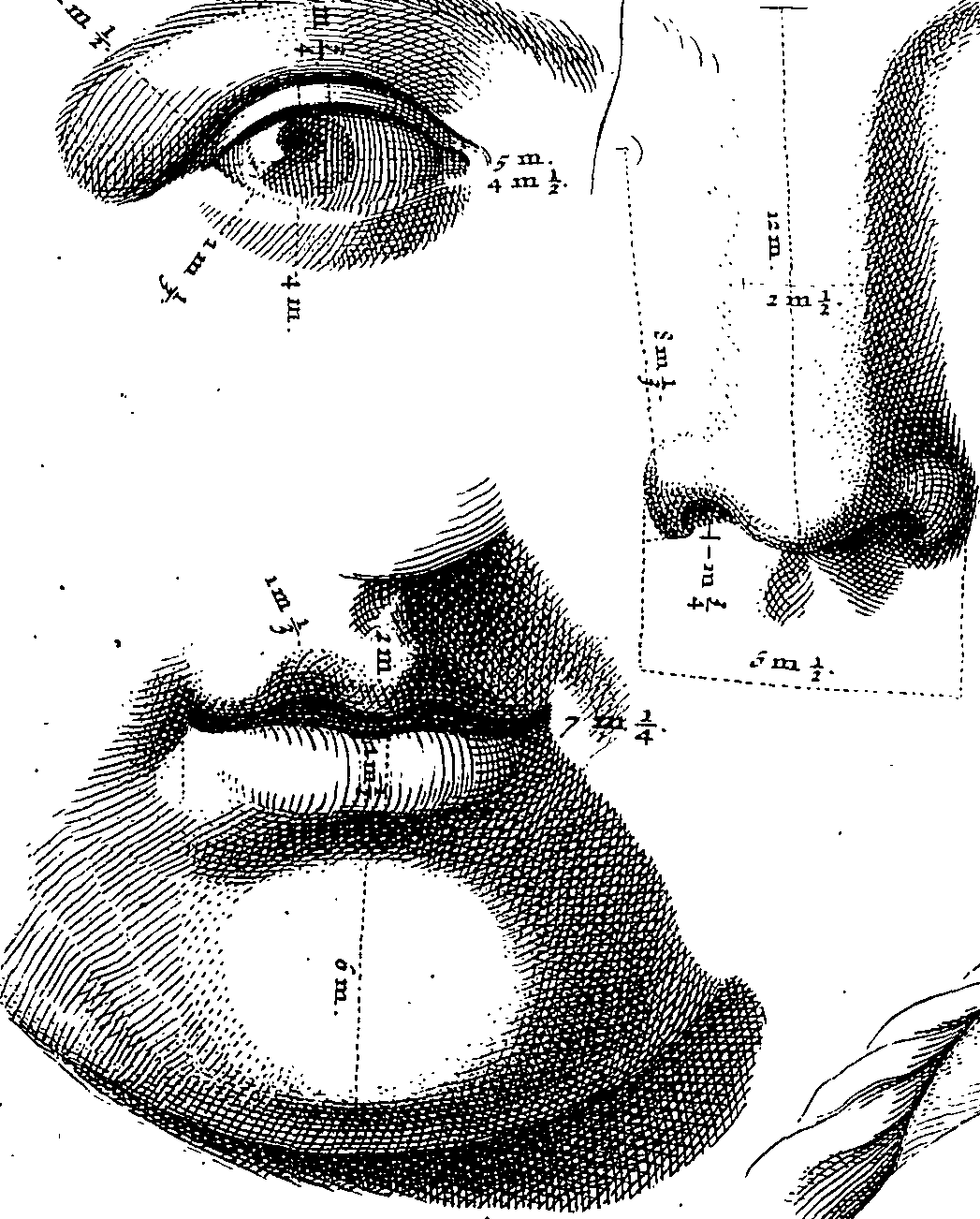 A black and white engraving of details of a human face. An eye, a mouth and chin, a nose. All have small measurements on them.