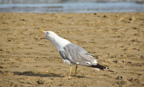 A seagull on a beach with its mouth open, apparently in the act of screeching.
