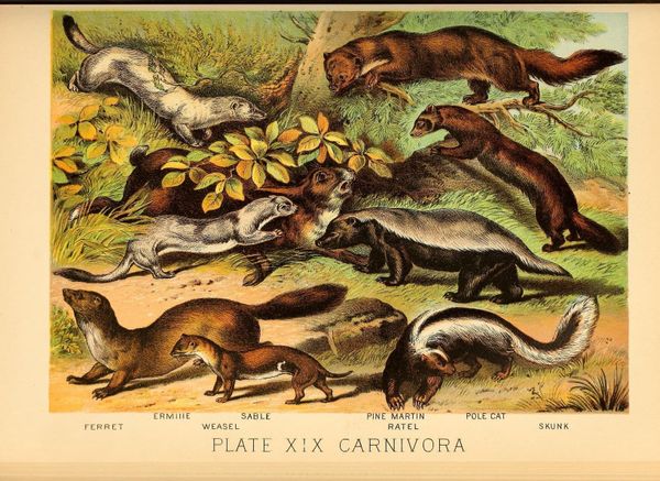 Historical coloured plate of animal illustrations. The animals represented are ferret, ermine, weasel, sable, pine marten, ratel, pole cat, and skunk.
