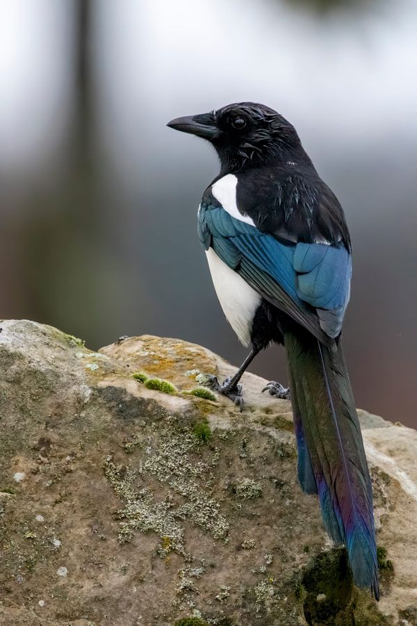 Photo of a magpie standing on a rock.