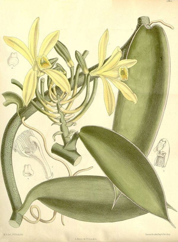 A botanical illustration of a vanilla orchid. The background is slightly yellowed, with leaves and stem in a pale green, and flowers in a washed-out yellow.