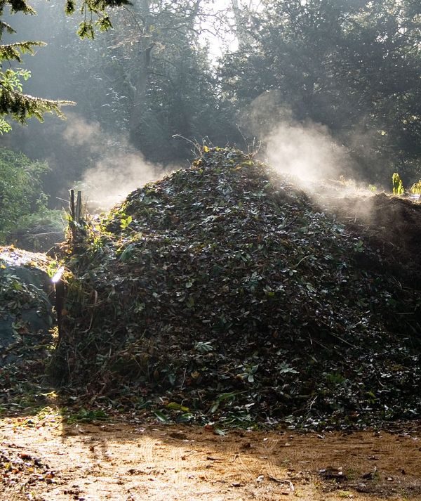 Amid greenery, a large compost heap with steam rising from it.
