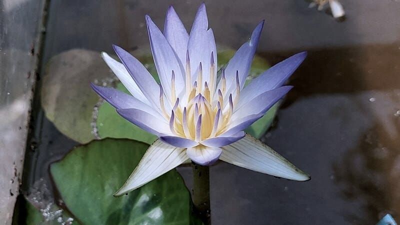 On Entheogens: Blue Lotus