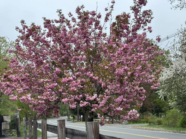 New England Spring