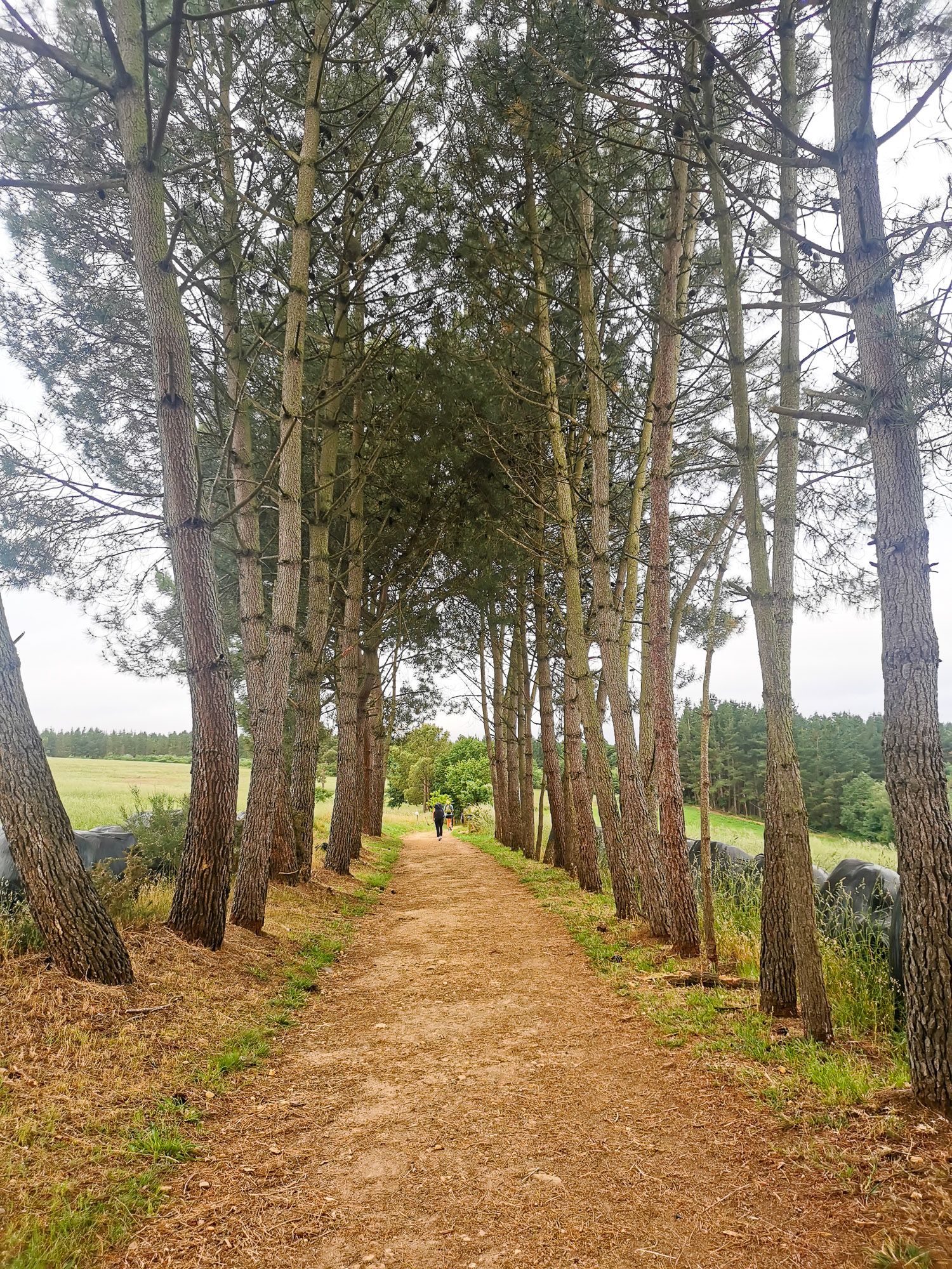 ทางเดินระหว่างต้นไม้สูงสองข้างทาง