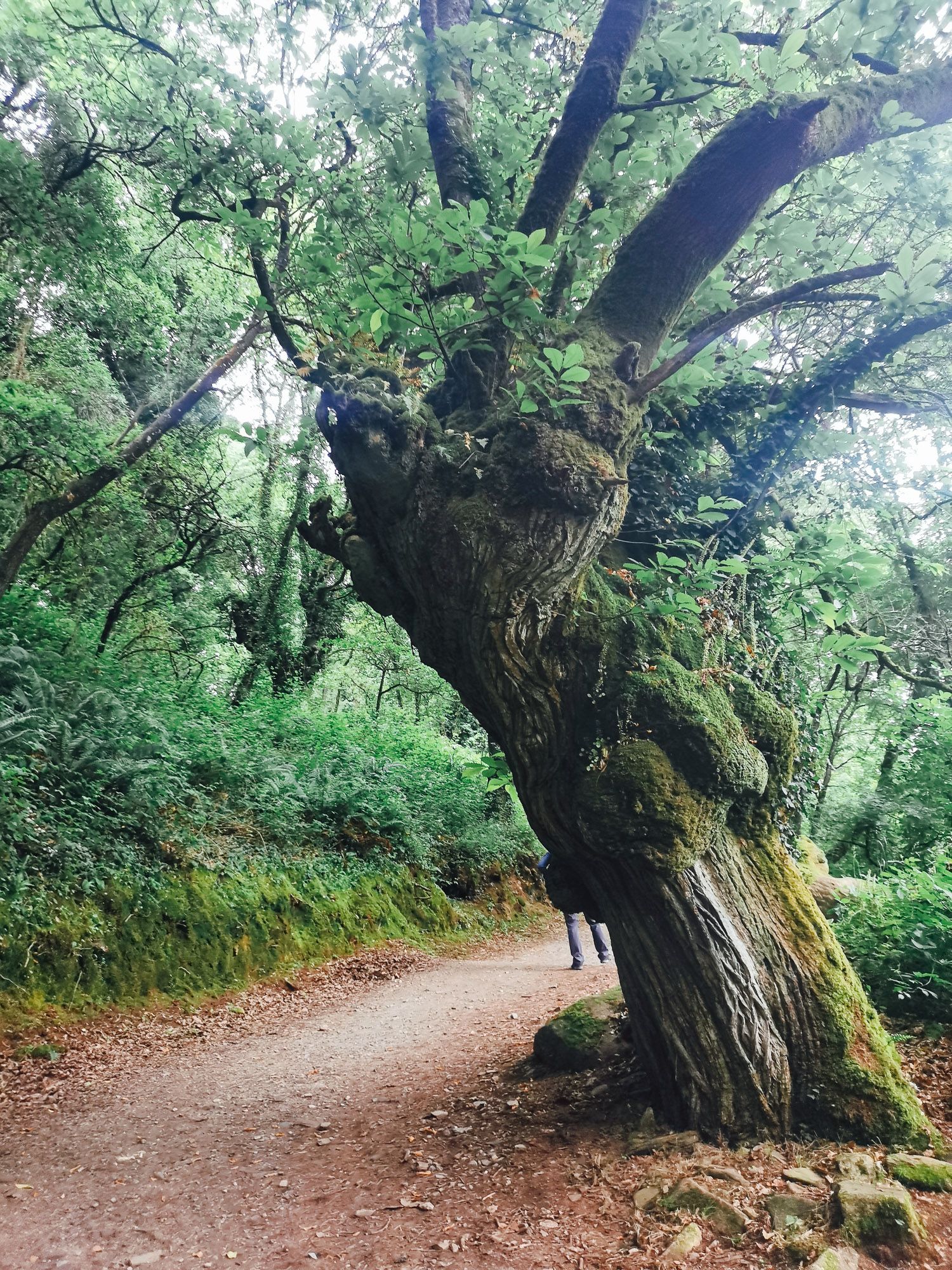 ต้นไม้ใหญ่ ดูมีอายุโบราณ อยู่ข้างทาง