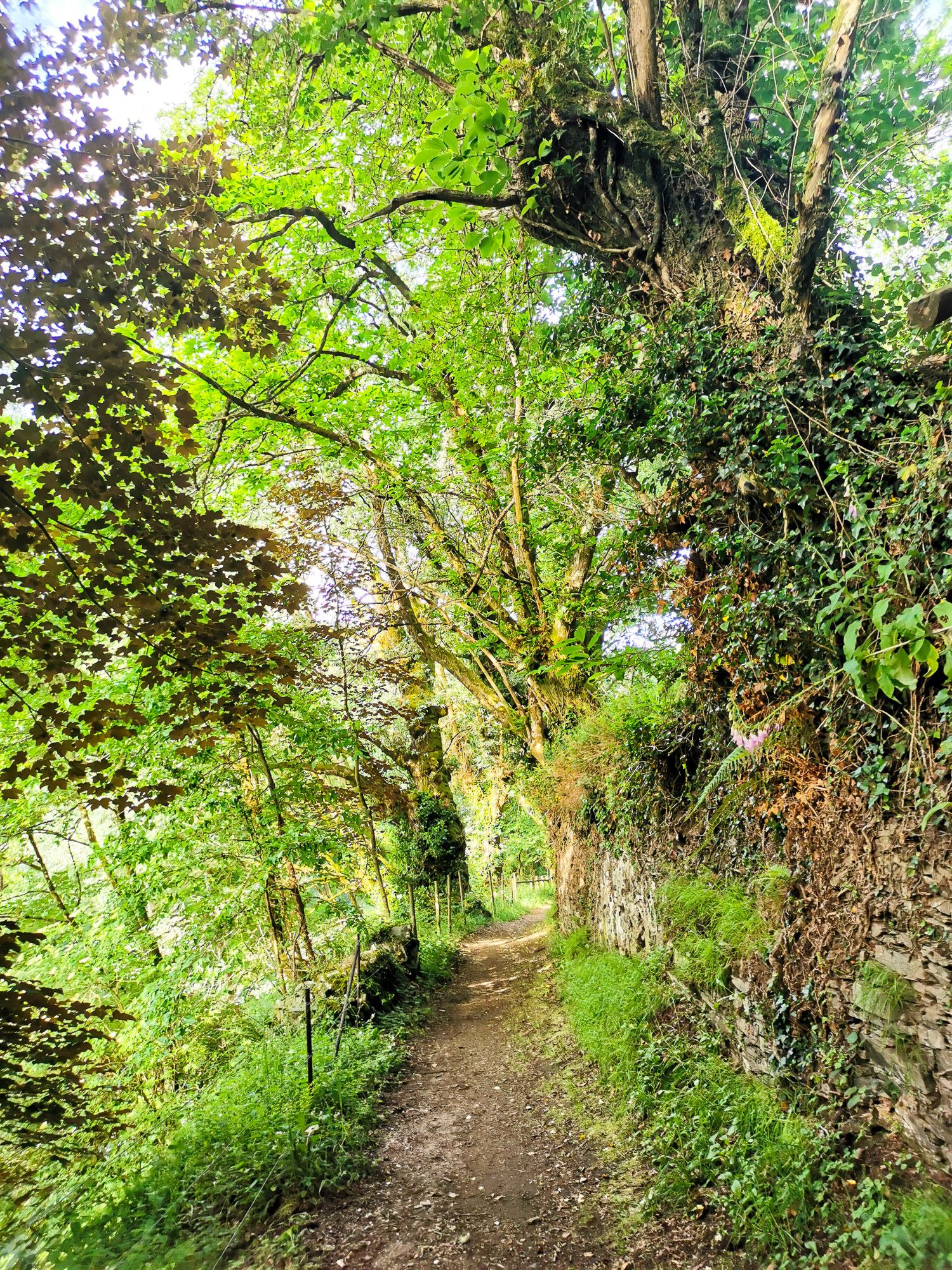 ทางเดินมีร่มเงาตลอดทาง