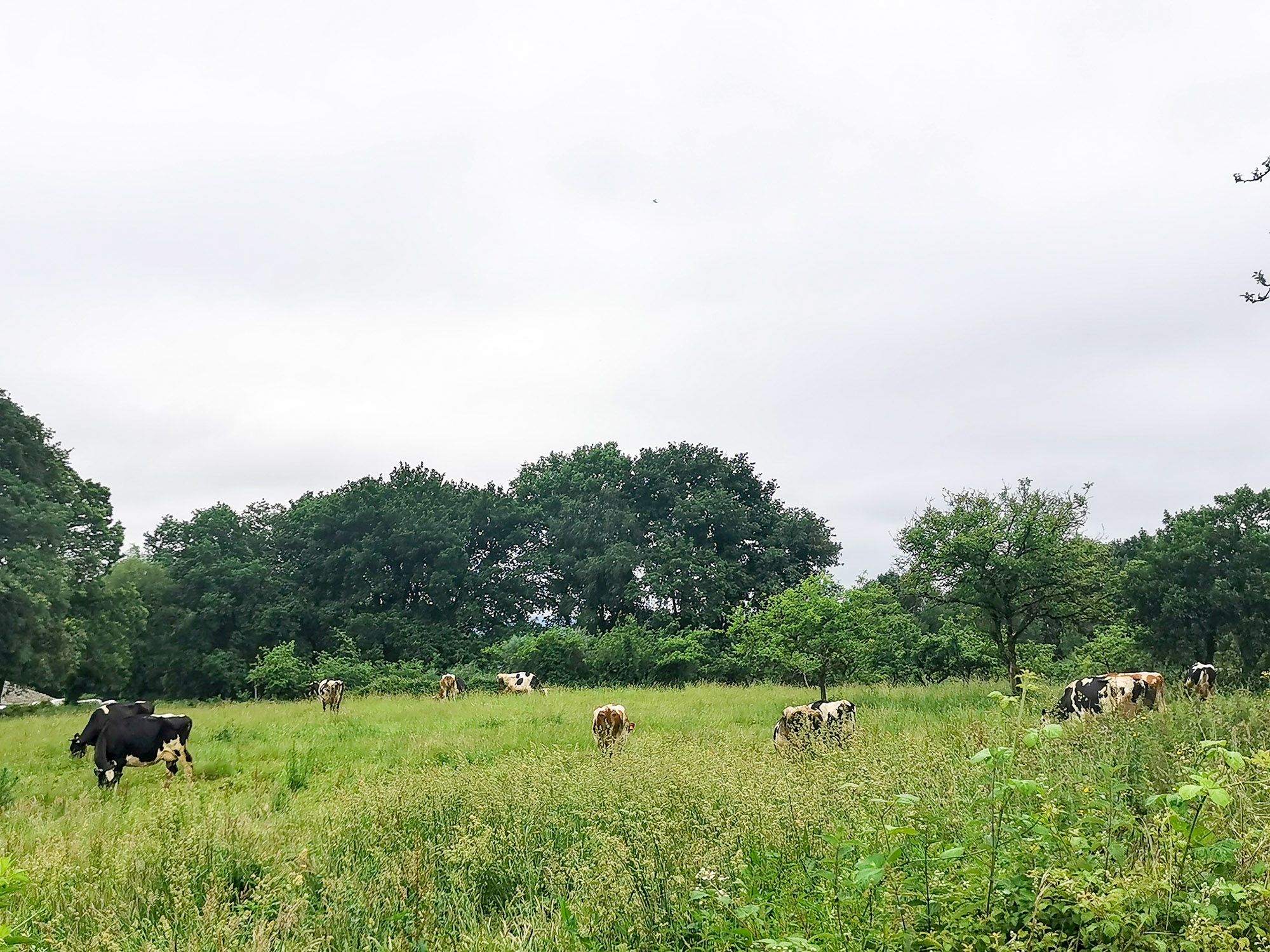 เห็นวัวมากขึ้นระหว่างทาง