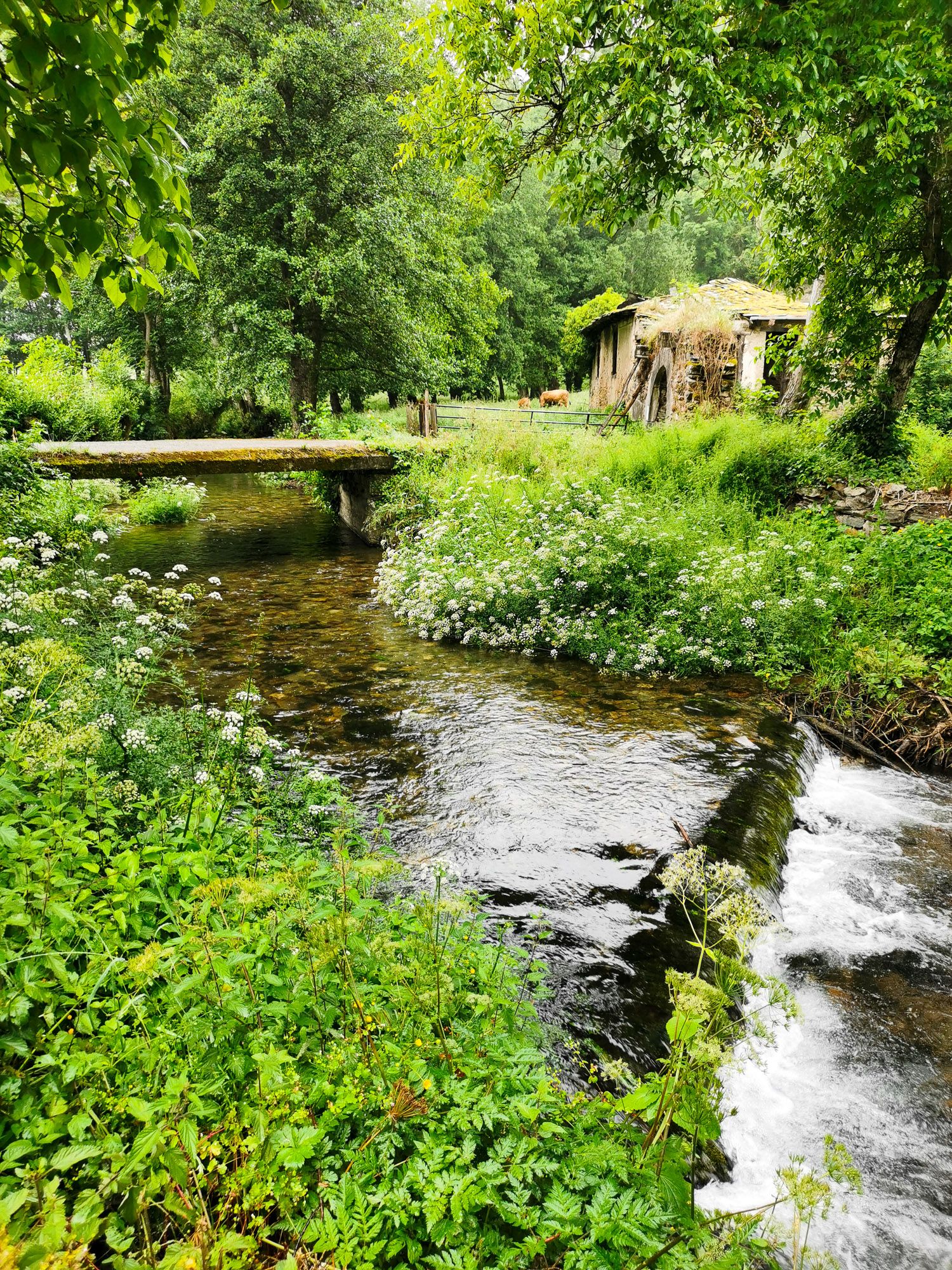 ลำธารน้ำใสแจ๋ว รอบ ๆ บรรยากาศเขียวขจี