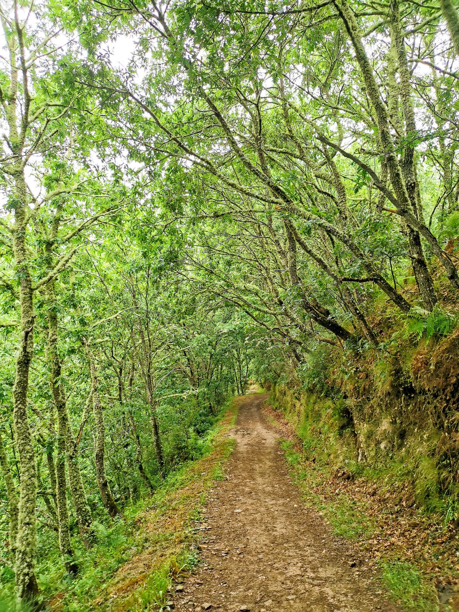 ทางเดินในป่า ต้นไม้สองข้างทางเขียวชะอุ่ม