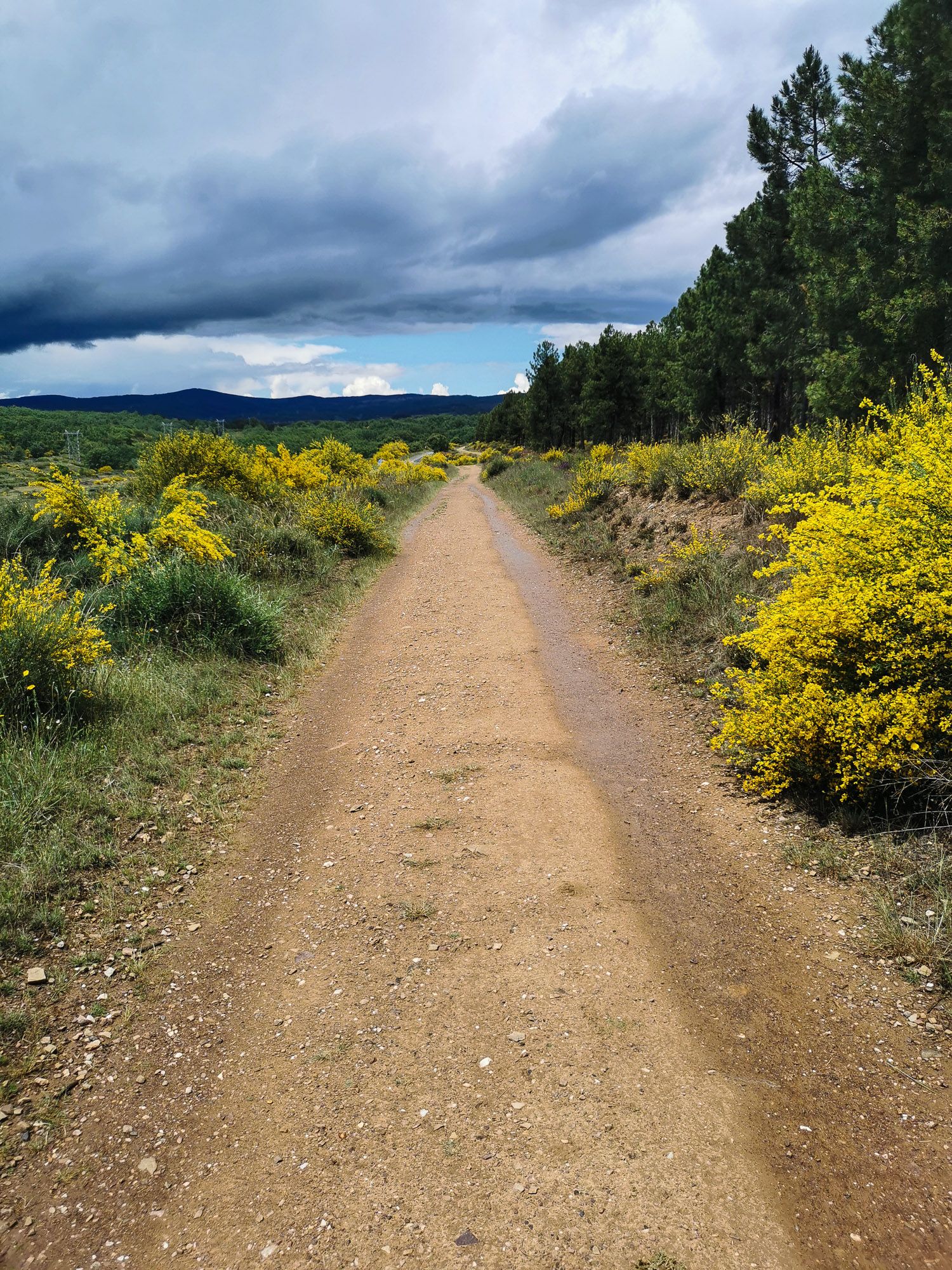 ทางเดินแบบดิน ข้างทางมีดอกไม้ป่าสีเหลือง เมฆฝนตั้งเค้ารออยู่ข้างหน้า