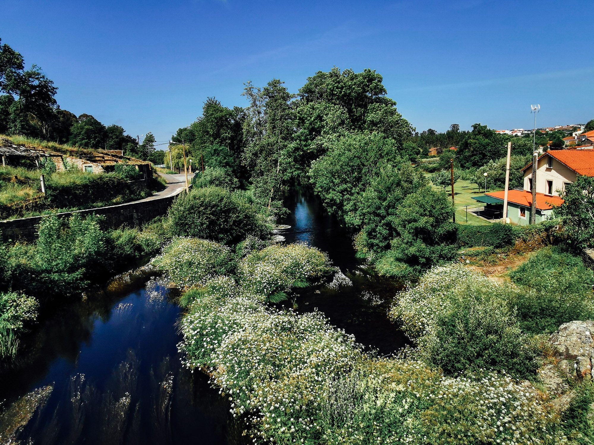 ลำธารนำ้ใสแจ๋ว เห็นต้นไม้ใต้น้ำ และต้นไม้รอบ ๆ เขียวขจี