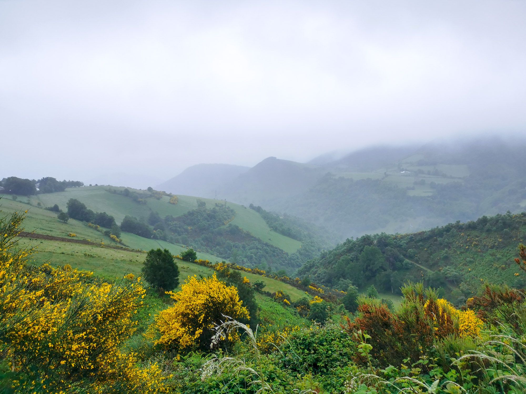 ทิวเขาในหมอก พร้อมด้วยดอกไม้สีเหลืองบานอยู่เป็นระยะ ๆ