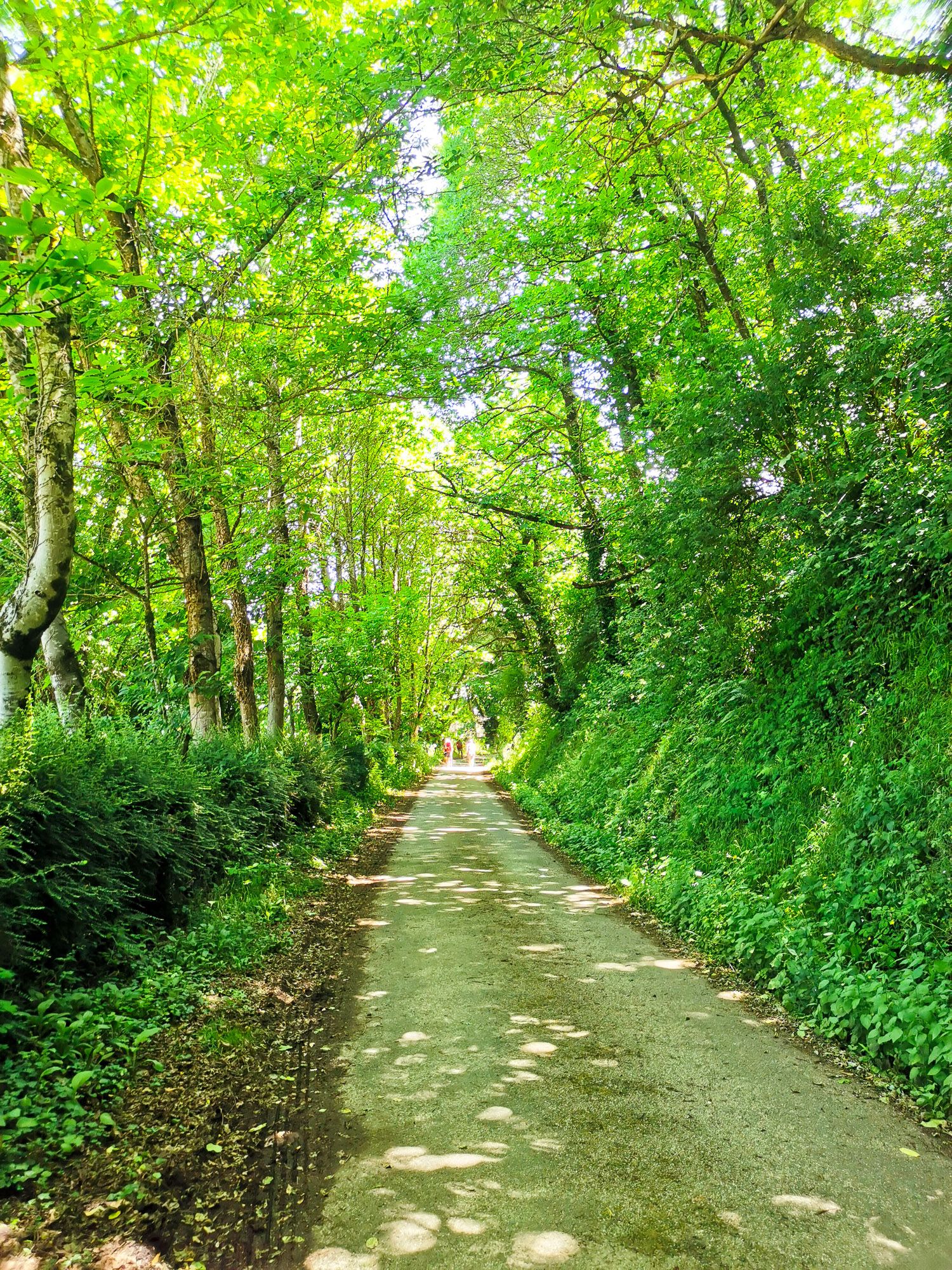 ทางเดิน ช่วงเช้า ยังร่มรื่นอยู่