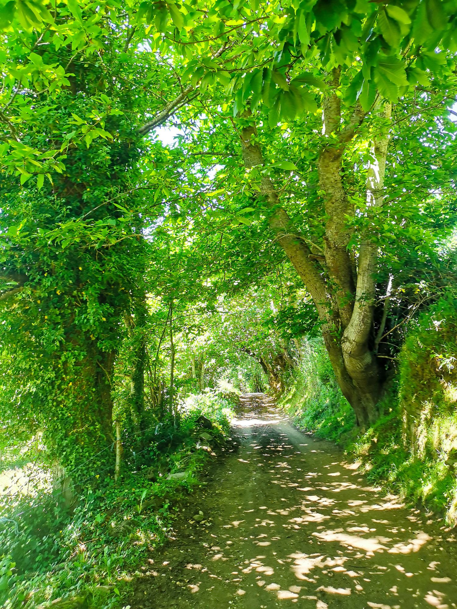 ทางเดิน ได้ร่มใต้ต้นไม้เขียวสองข้างทาง