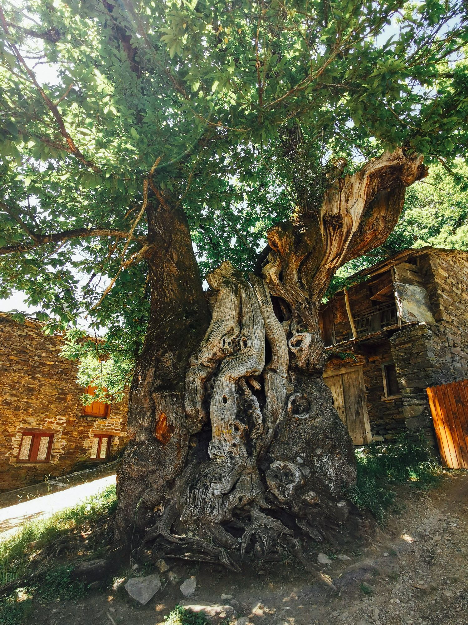 ต้นเกาลัดต้นใหญ่ ตัวโคนต้นมีลวดลายแปลกตา