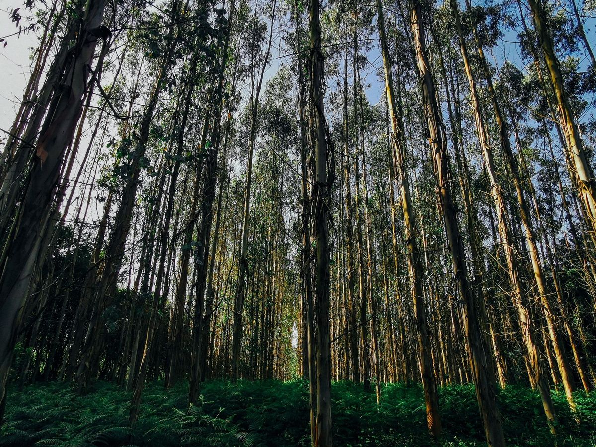Camino Day 13 : Arzúa - O Pedrouzo ร้อนนัก พักแช่น้ำเย็น