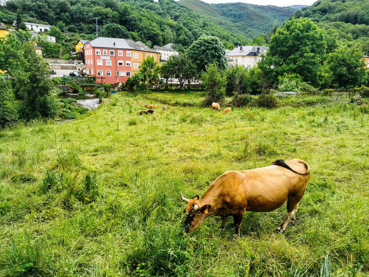 Camino Day 6 : Villafranca del Bierzo - Vega de Valcarce วันชิว เจอร้านเบเกอรี่ อร่อยแรง