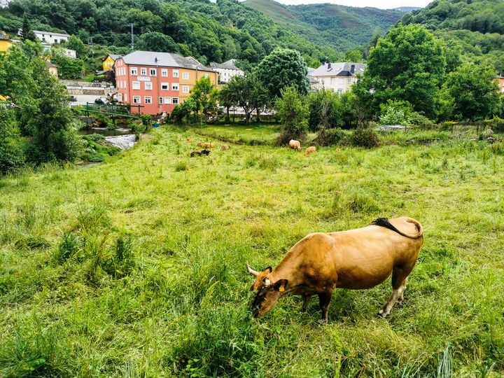 ด้านหน้าเป็นทุ่งเลี้ยงวัว ด้านหลังมีตึกสีสันสดใส