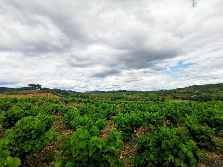 The Way Day 5 - เดินผ่านเขตไร่ไวน์ สุดลูกหูลูกตา