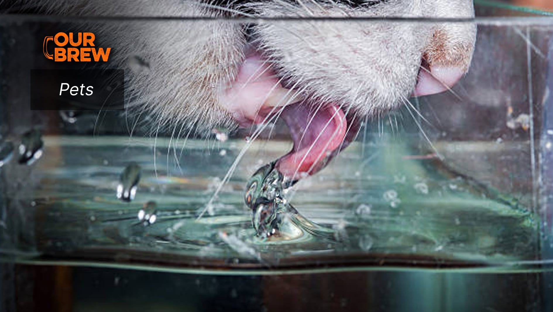 Signs of Heatstroke in Cats and What to Do as First Aid
