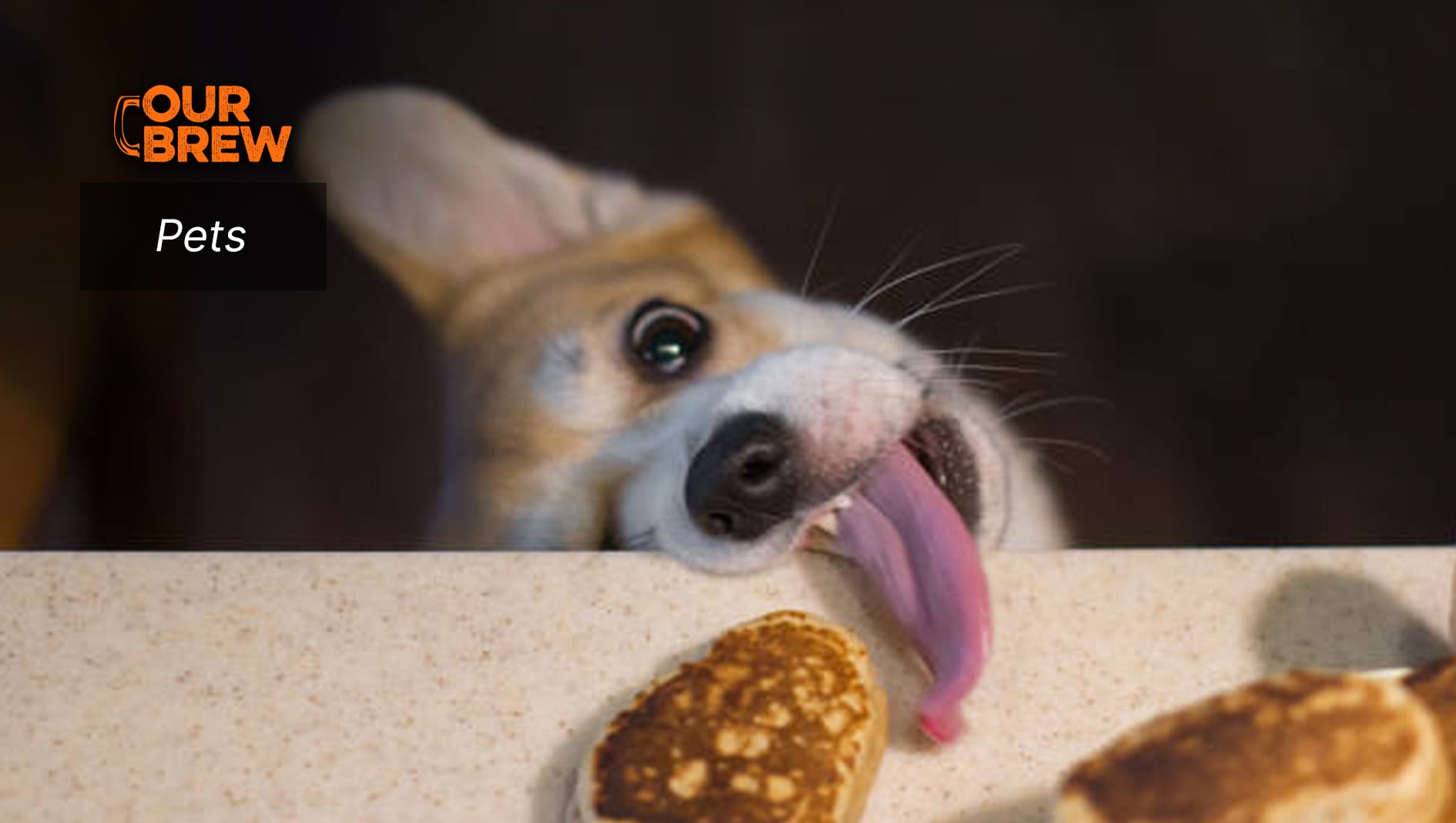 Are Table Scraps Good for Your Pets? A Comprehensive Look at the Pros and Cons