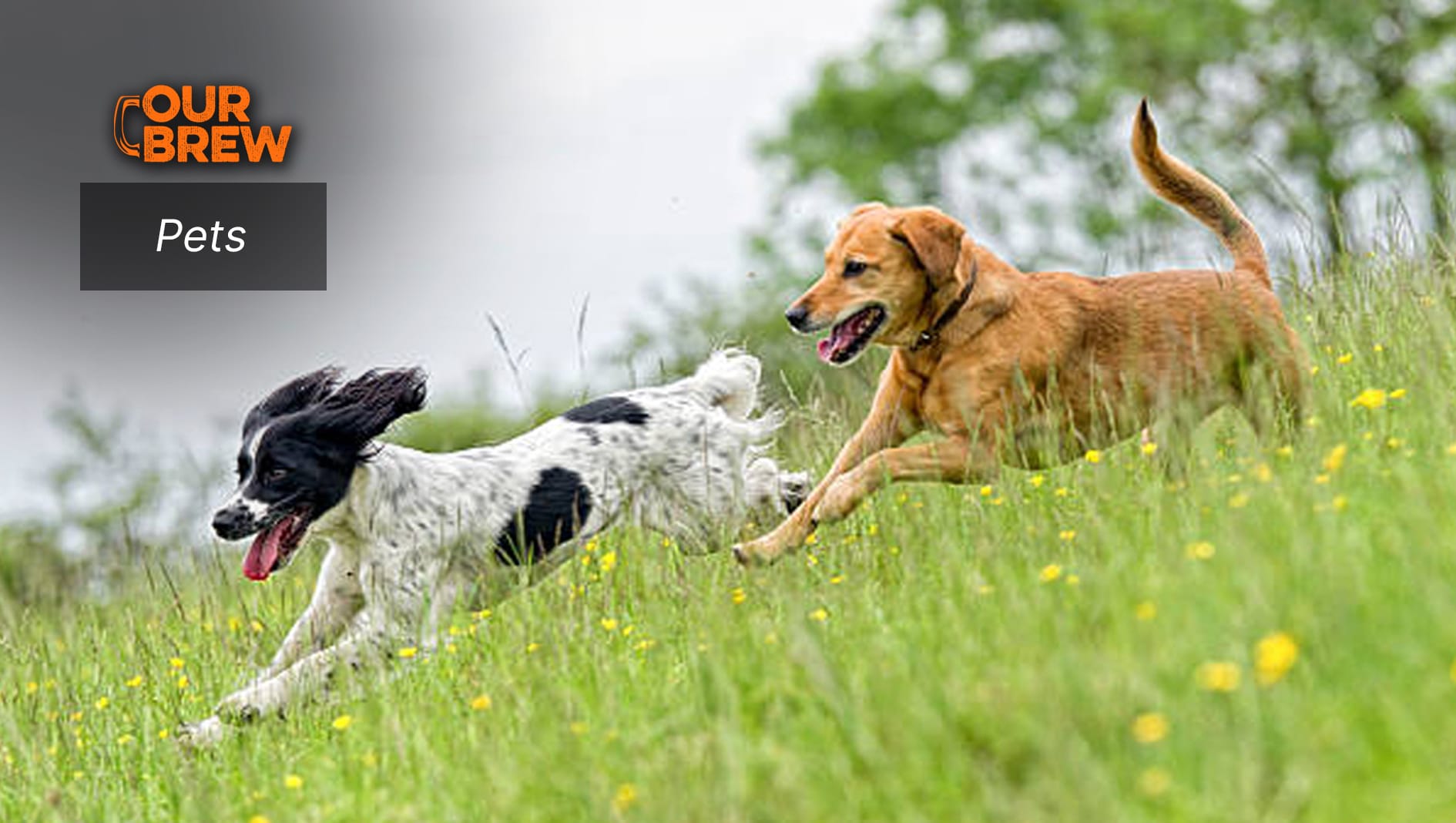 Ensuring Your Dog’s Bone Health