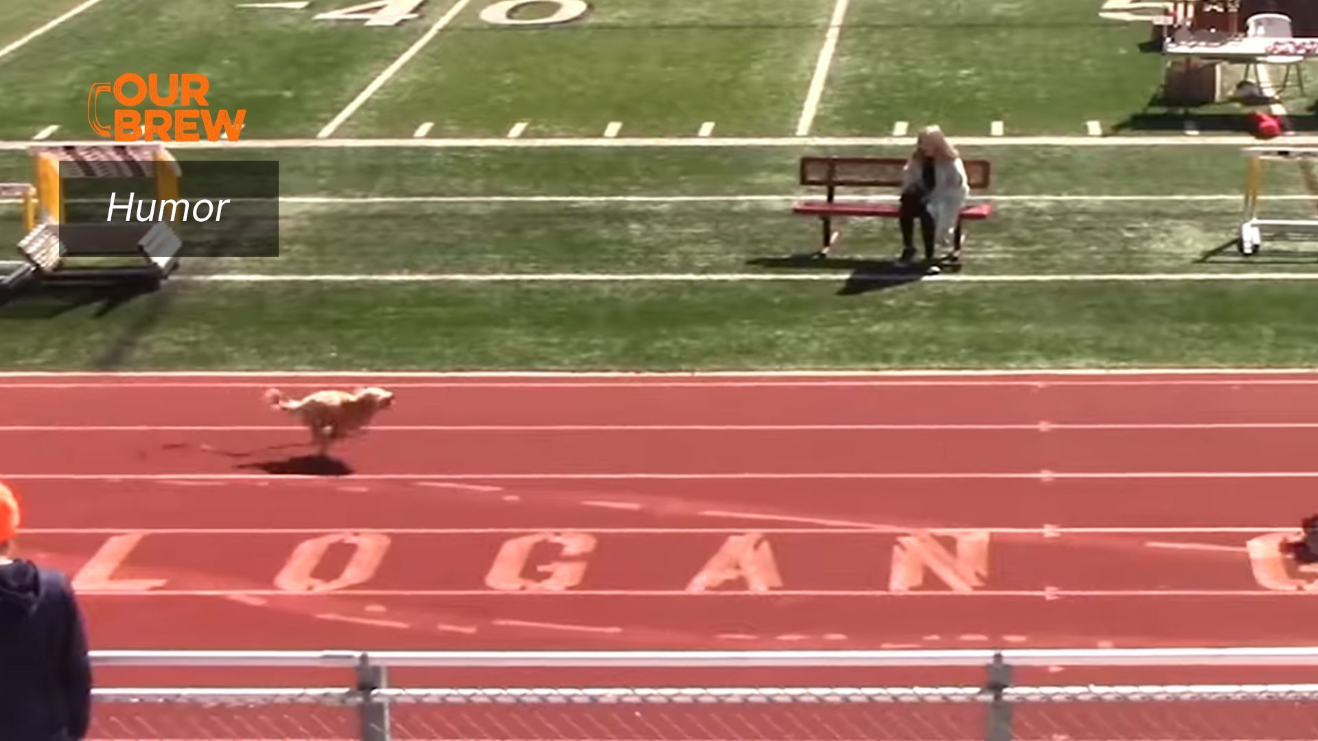 Run, Doggo, Run!