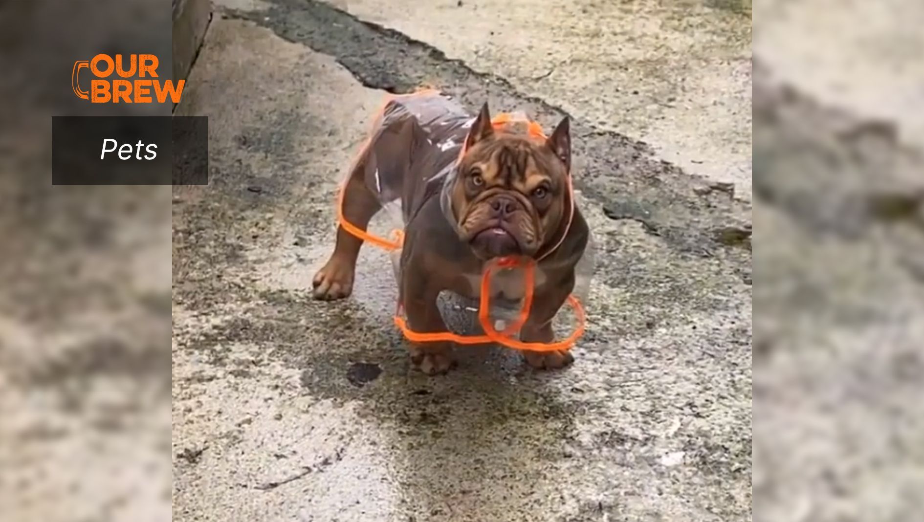 “So, Do You Like Your Raincoat?”