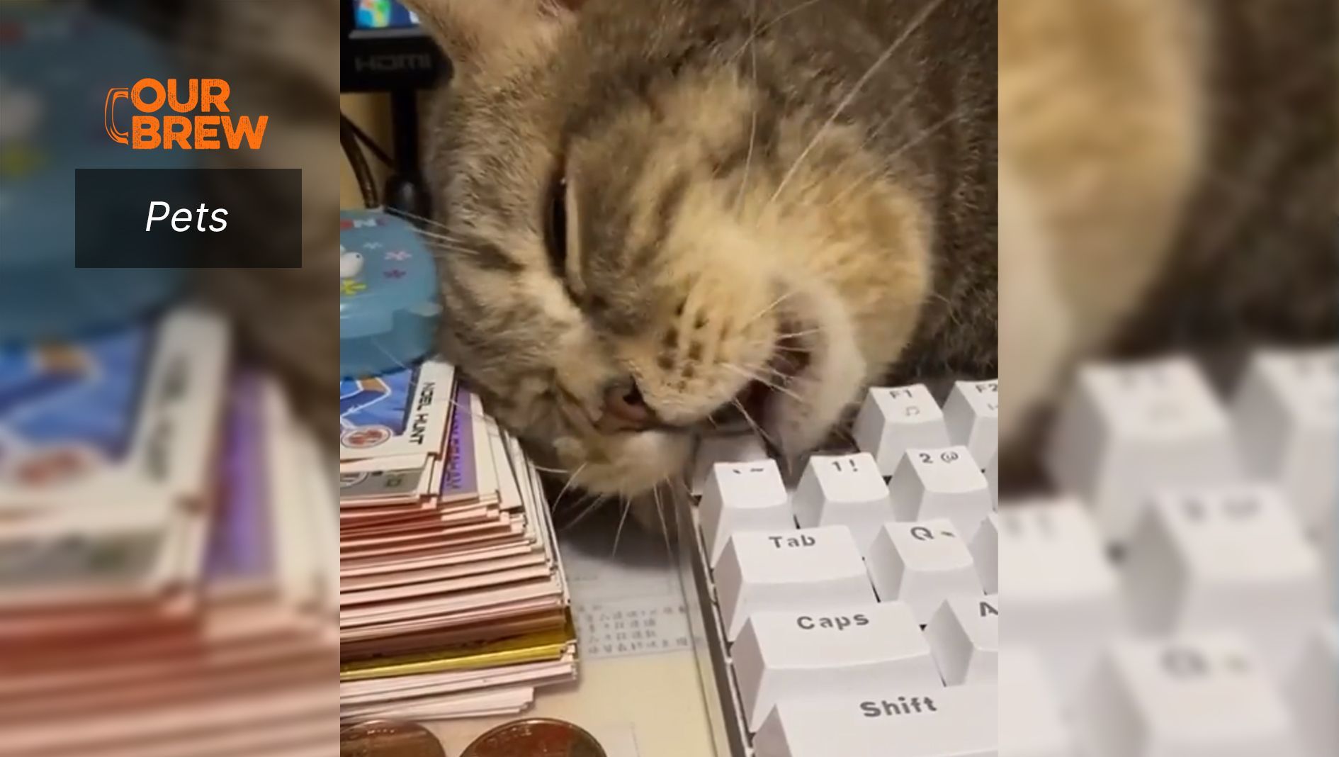 Oh, Nice. Cat Treats!