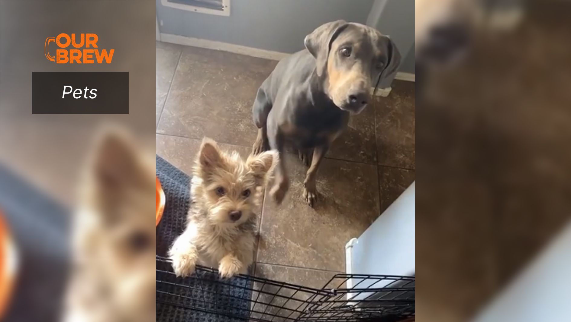 “Sit!”