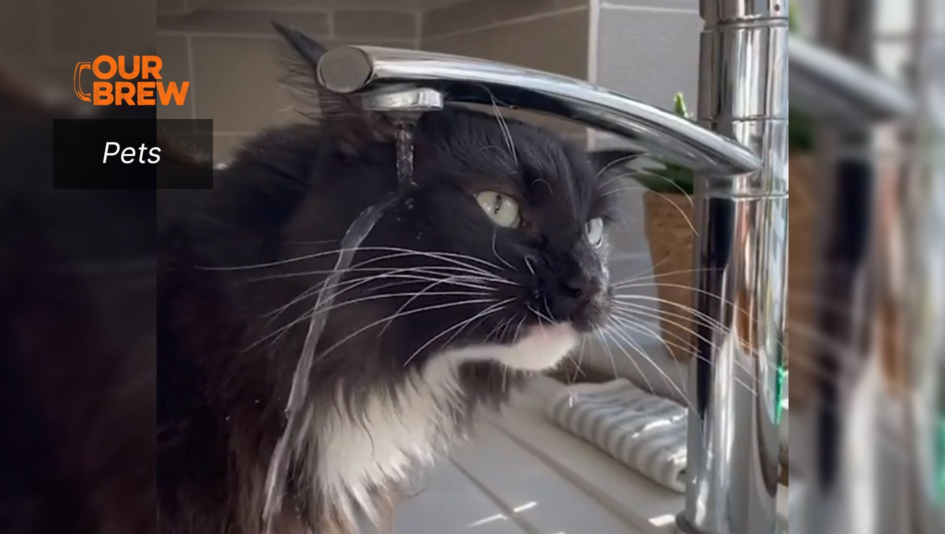 Cat Needs An Upgrade