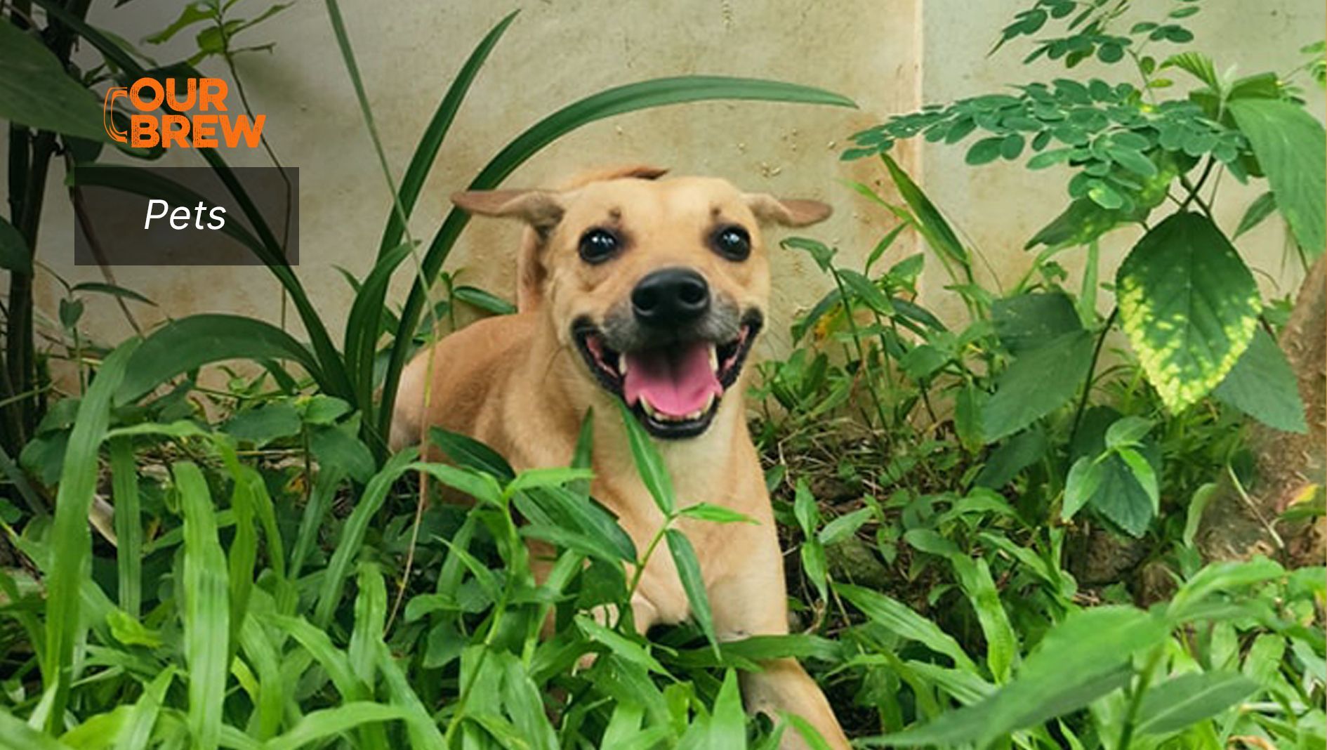 Healthy Dog Treats? Try Green Beans