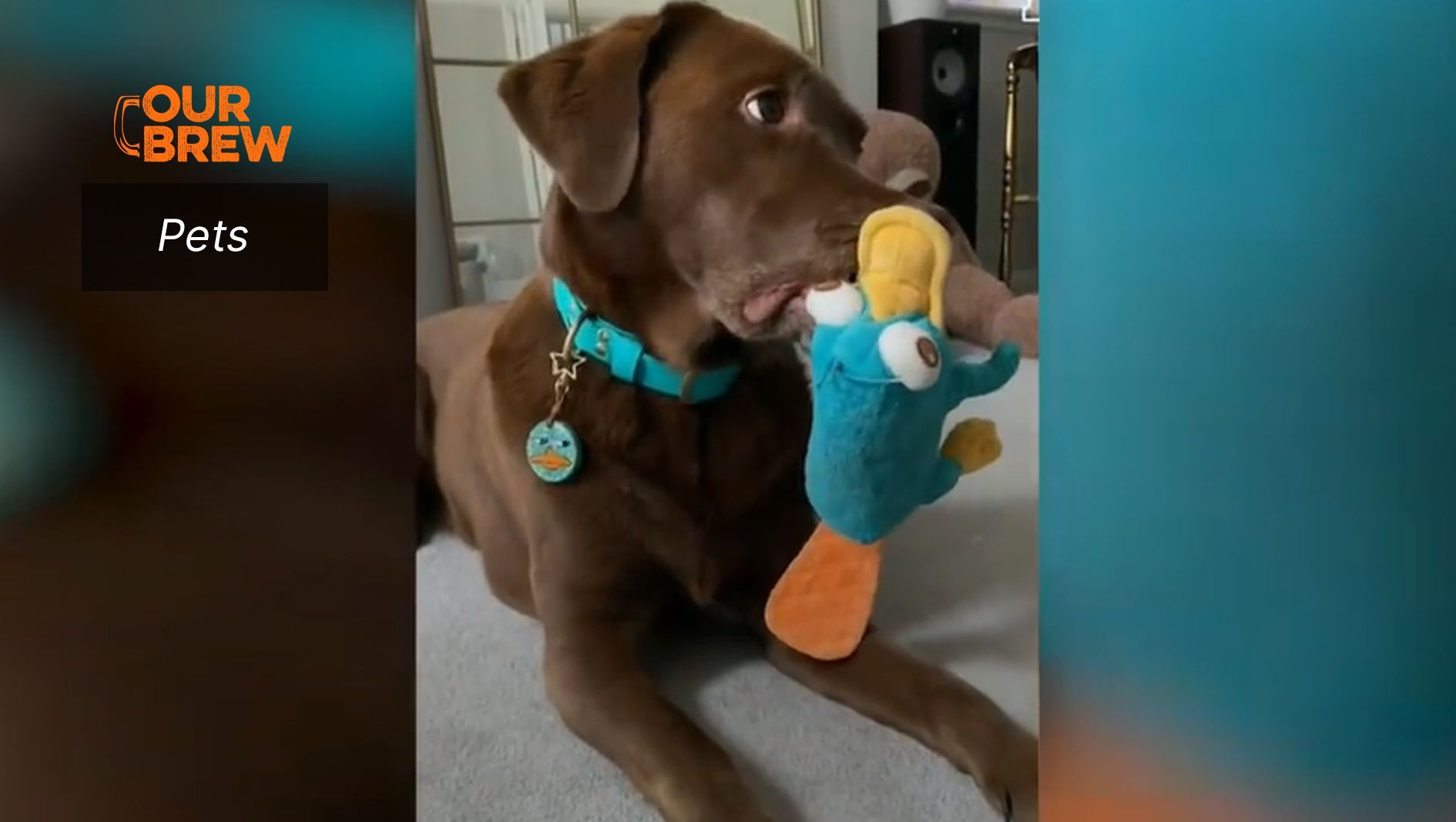 How to Make Your Dog Happy