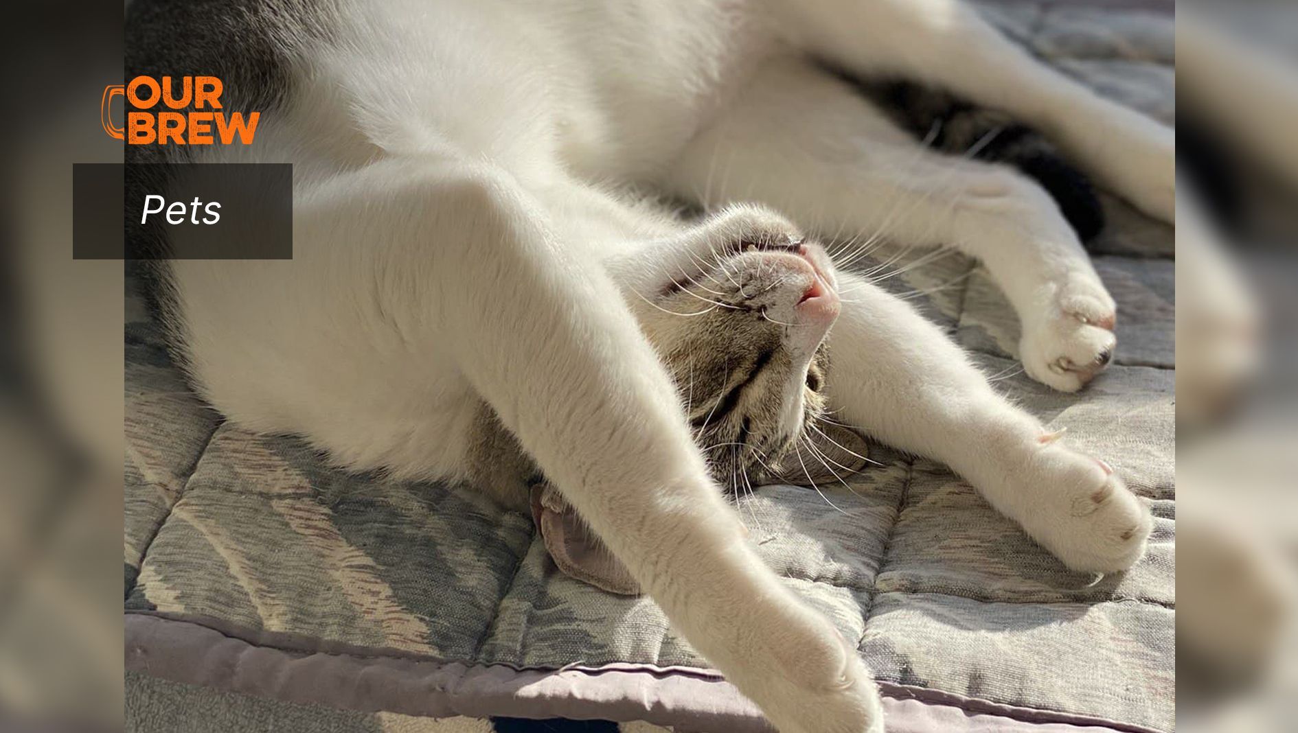 Important Vitamins for Senior Cats