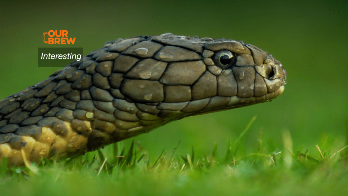 He Wanted to Make Sure He Could Survive a Snakebite in the Philippines, and Stumbled Upon a Surprise