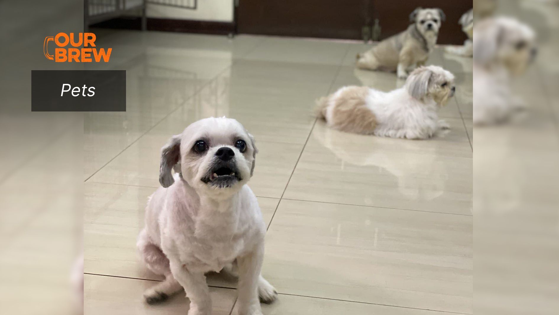 Nutrition and Your Dog’s Behavior