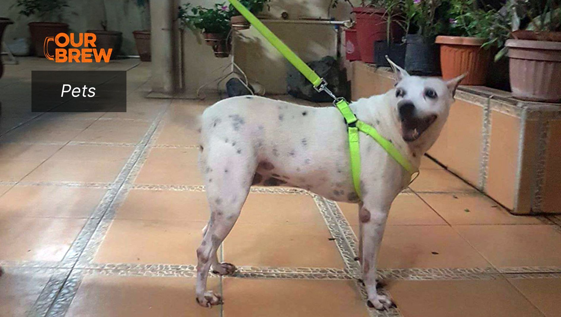 A Lesson from Pets: Lose Well