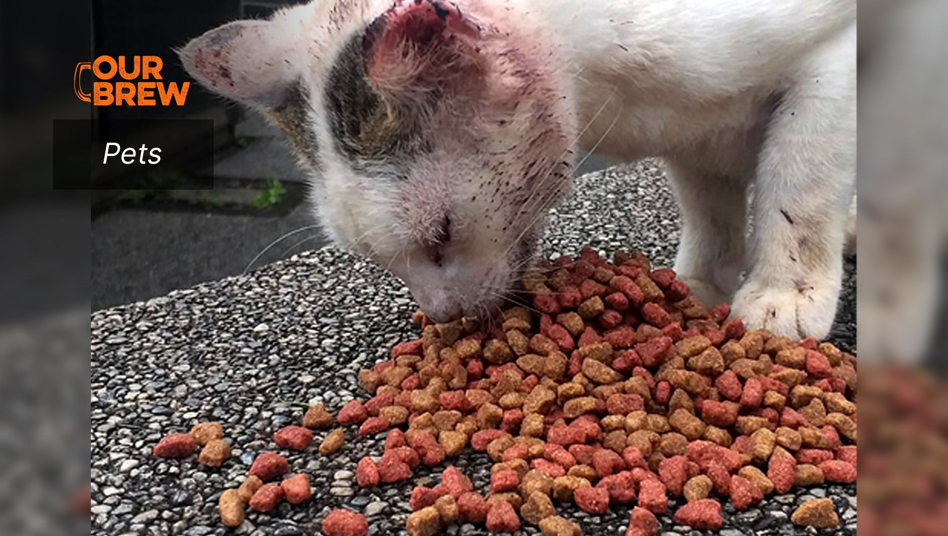 Feeding Stray Dogs and Cats