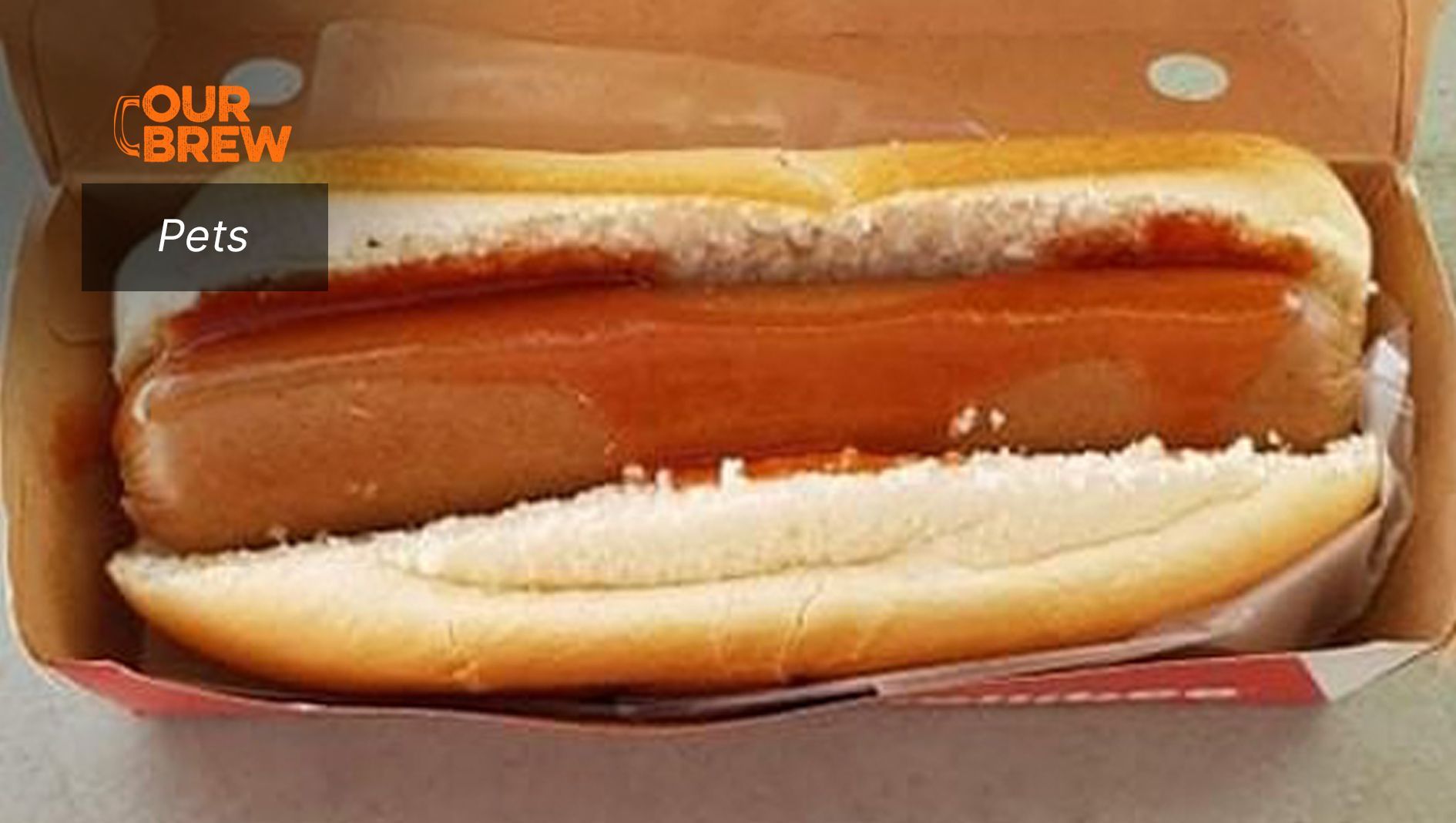 Hotdog is Definitely Bad for Dogs