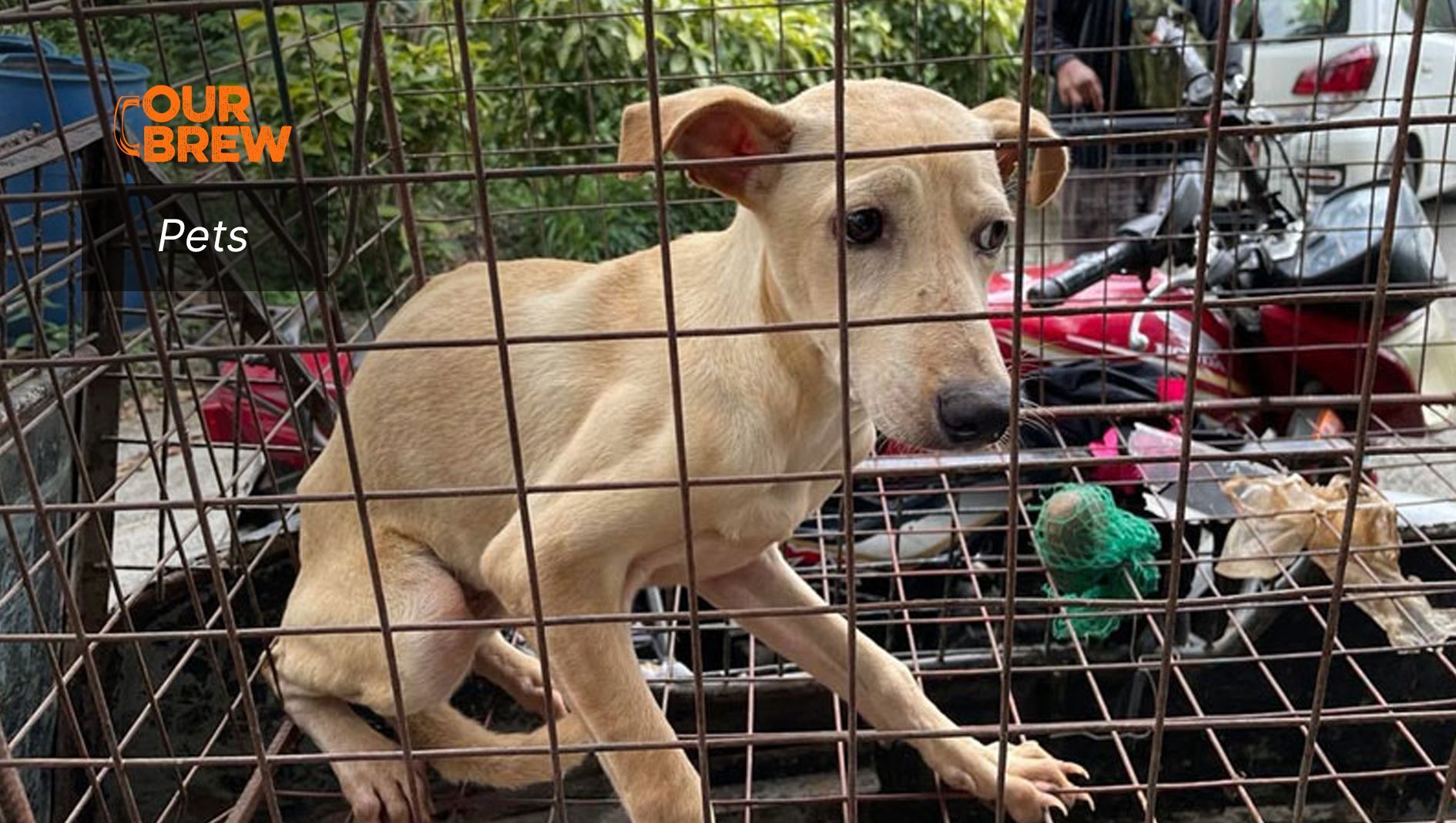 Rescued!