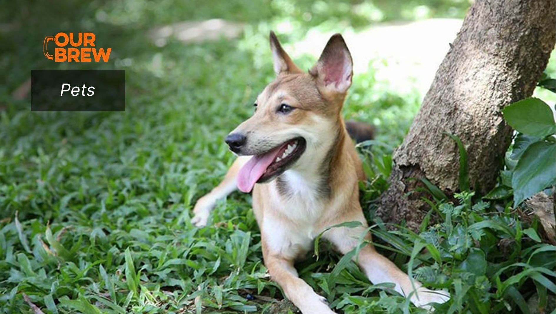 Keep Your Pet Alive: Vaccinate Pups Against Parvo, Dogs Against Distemper